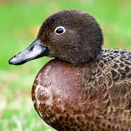 Brown teal (Pateke)  are endangered, so be nice to me! I live in Whananaki, close to the Poor Knights islands with a large group of my brown whanau..