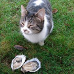Exploring the biology of oysters, a few genes at a time.