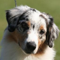 Herlow, I'm Jetta! I'm a Blue Merle Aussie Shephard. I love long walks in the dog park and sticks. [RP] [Single] [Voiced by Katy Perry]