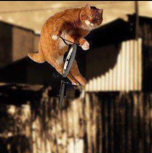 nebdexter's profile picture. i have a twitter account