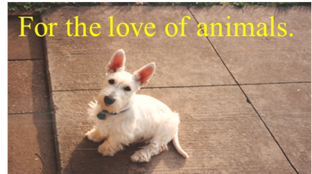 BlkScottiePetSv's profile picture. Our mission is to provide incomparable pet care by fully ensuring the health, safety, and contentment of your pets in the comfort of their own home.