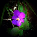 Anne Darrow - @AnneDarrow - Twitter