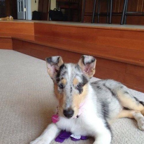 Micheleg1999's profile picture. Florida Gator/Maryland native/Elite athlete-abuse survivor