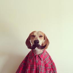 eu sou um cachorro au au