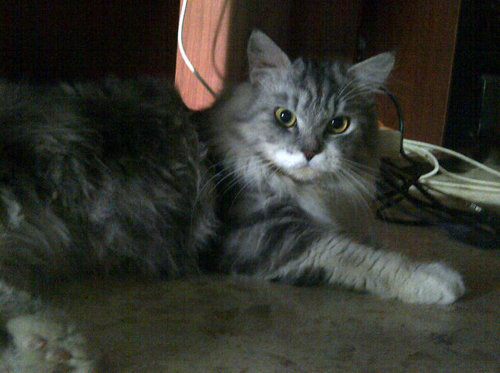 MesiJoy's profile picture. 