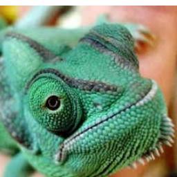 MagazinCamaleon's profile picture. Somos una publicación que busca insertar a todas las culturas que tengan algo qué contar.