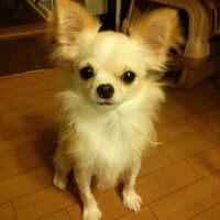 ライト (@himawari2012a) 's Twitter Profile