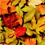 HillsBD's profile picture. Business Directory for the Adelaide Hills in South Australia. 
Your Local Services & Shopping Guide 
Complete from A to Z