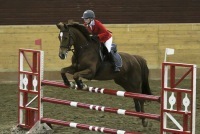 genma333_z's profile picture. CABALLOS