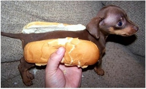 Po Dog Po Dog