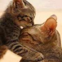 رامى اليكس (@yasinramy) Twitter profile photo