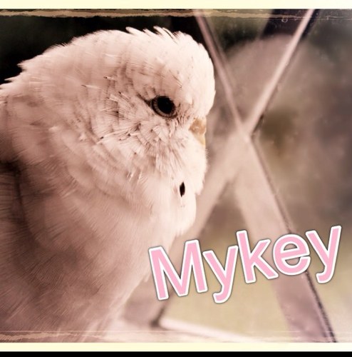 🌈💜 14/03/12 - 11/12/16 💜🌈 Keeping this account alive in memory of my special girl 🐦😔