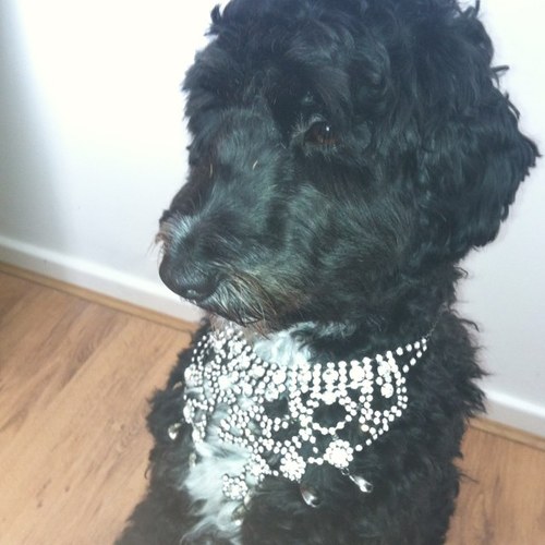 Hi im Dottie the cockapoo. I like humping my dad @dean_barb and being spoilt by my mum @ellise_cj and my aunt is that pinky from TMO @dannikadj