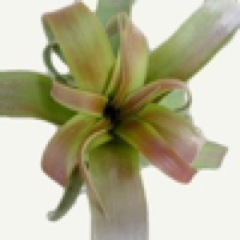 @PlantChaser