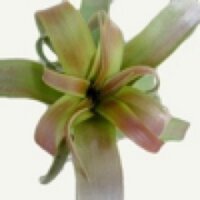 PlantChaser (@plantchaser) 's Twitter Profile