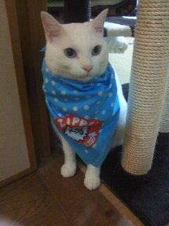 そらねこさんのプロフィール画像