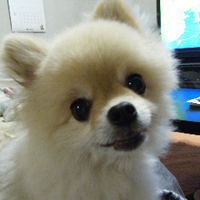 cocoa (@cocoas11) Twitter profile photo