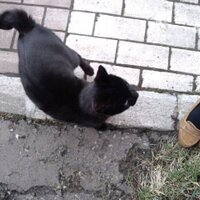 クロ（さゆり）🐦 (@narusekuon17) 's Twitter Profile