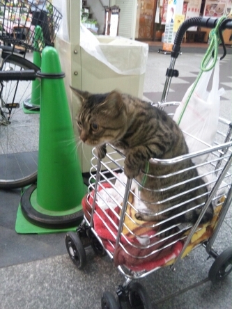猫が好きです。音楽が好きです。