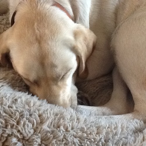 2nd to the dog