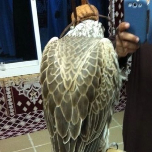 abuadel1958's profile picture. 