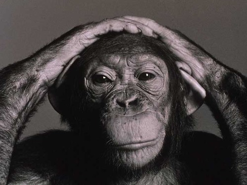 Betting_Chimp's profile picture. 