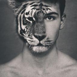 manusia harimau. Aaauuummm...