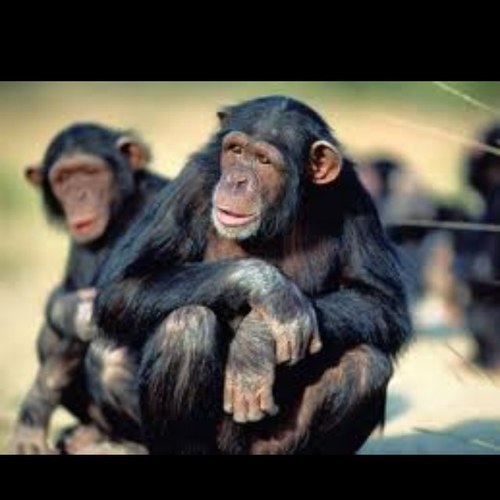 OliviaBlue7's profile picture. Im just an average girl who tweets my mind. + I love monkeys♥