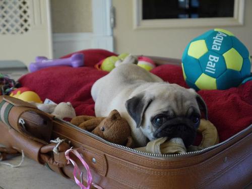 Hilltop Dog Hotel & Hilltop Doggie Day Care 
Treating your dog as one of our own
