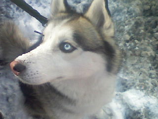 zhoerdemann's profile picture. philomath missing friendster and easier times... slowing down while everything looks so fast