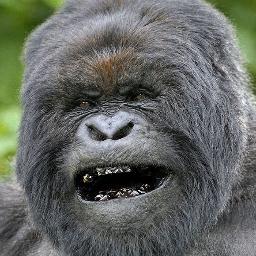 NoGotnu's profile picture. Engineer