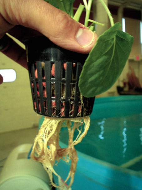 hydroponical's profile picture. Hydroponics, Aquaponics, How to Start, Tips, Home Kits etc