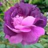 rudebotanical's profile picture. Tweets from North Wales on plants and all their uses