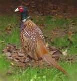 Comedian, poet and political animal (pheasant) all views are mine and mine alone (to be shared at my discretion)