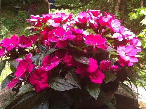 Janmkr's profile picture. 