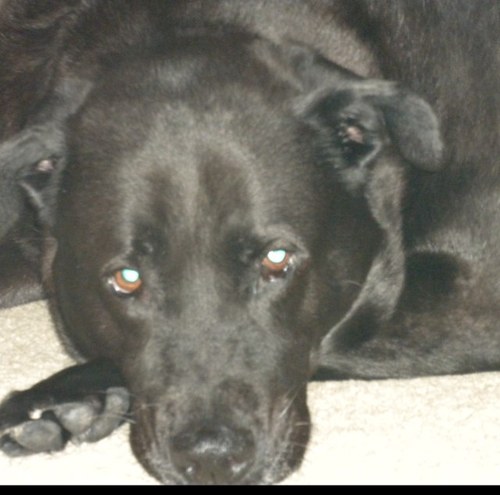 antoniasci921's profile picture. 