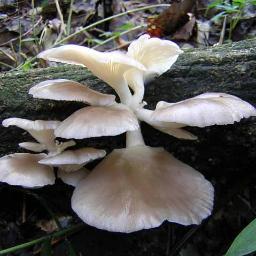 隣の空き地に生えてるきのこ食べてるくらいきのこ好き