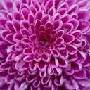 Sonya Boone - @applegrl83 - Twitter