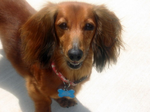 Tweeting for Tulsa's Home Girl. Tonya King w/ Keller Williams. Long Haired Wiener Dog loves Swimming & homes with big yards, big squierrls & big trees!