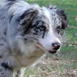 AuroraWuff's profile picture. Littermate of @JettaWuff. I love rolling in haybells and swimming in lakes. [RP] [Single]