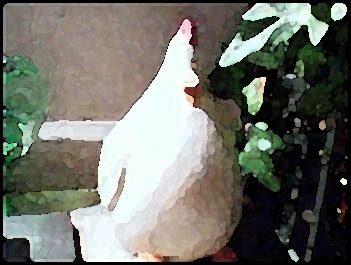 saremu's profile picture. 
