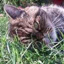 natalie falco - @nataliefalco - Twitter