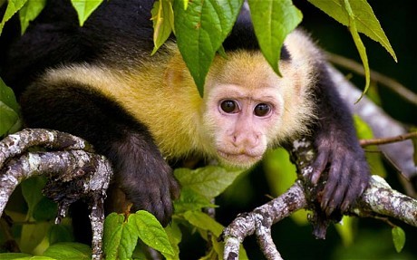 I'm @JvlictSimms's monkey, eek!