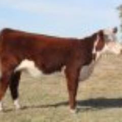 We are a purebred Hereford operation selling registered Hereford females, bulls, embryos, and semen.