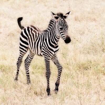 Cute Baby Animals (@AllBabyAnimals) | Twitter