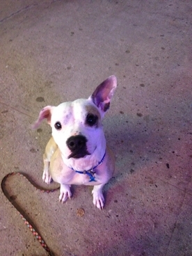 CHanimalrescue Profile Picture