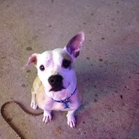 C&H Animal Rescue (@chanimalrescue) Twitter profile photo