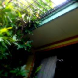 khepriq's profile picture. Someday in the rain