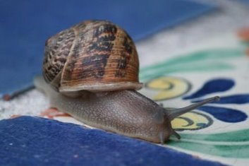 i save snails.  one at a time.