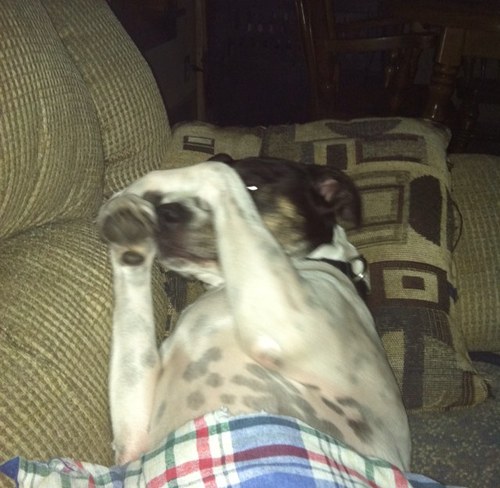 Just another dog tryin to make it in this 'Ruff' 'Ruff' world ;)